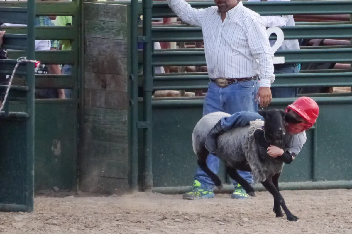 A child in a red helmet clinging to a dark sheep beside a green steel chute at a rodeo in Texas.