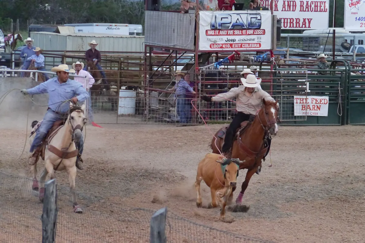 Two riders on horseback with ropes working a small tan calf at a rodeo in Texas.