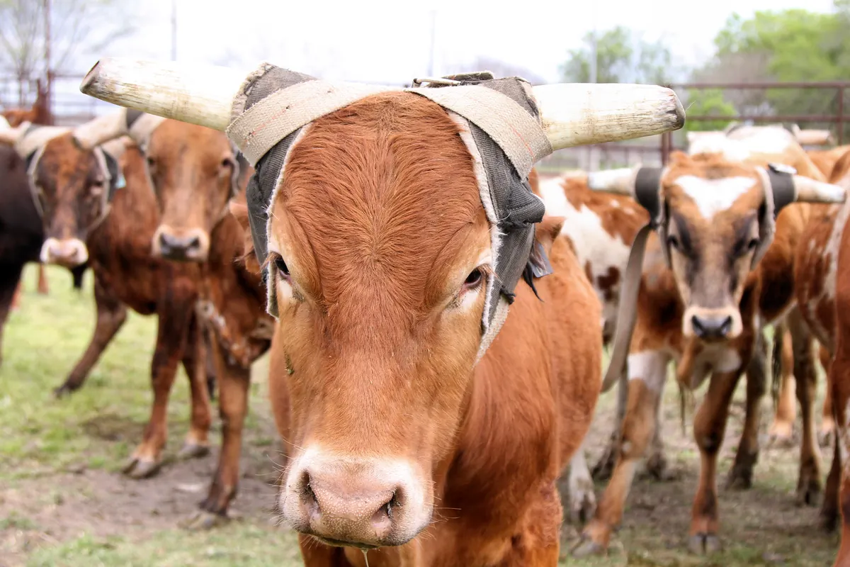 A red-brown steer with long horns wrapped in grey protective horn wraps, facing the camera among a herd.